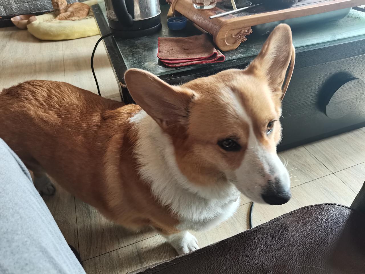 我帮别人养了一只柯基犬，名叫悠悠，特别胖。遛狗的时候，我家的巨贵犬相繇，小区邻居