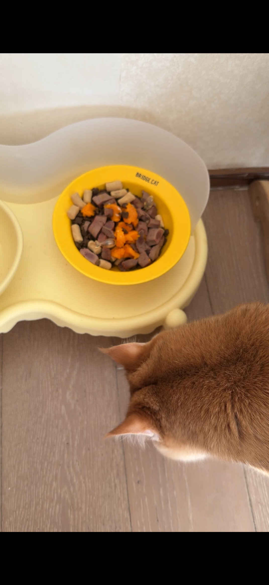 之前给小树买过巅峰的罐头，还有金故家的各种冻干，虽然吃得很开心但是几乎不咋吃饭了