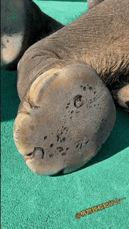 真没想到，大象的脚底板居然是软乎乎的呢。