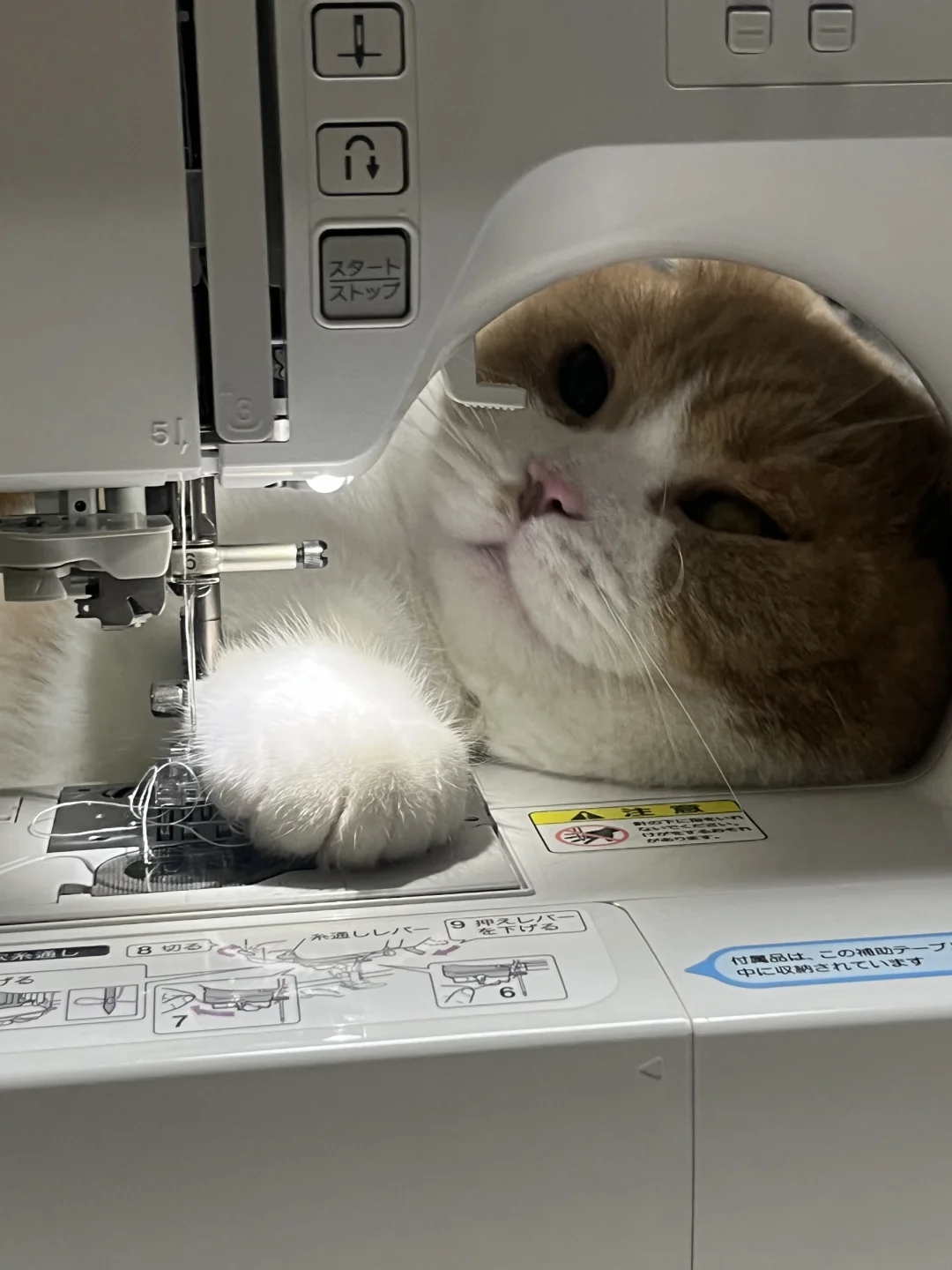 是有亿点点胖啦