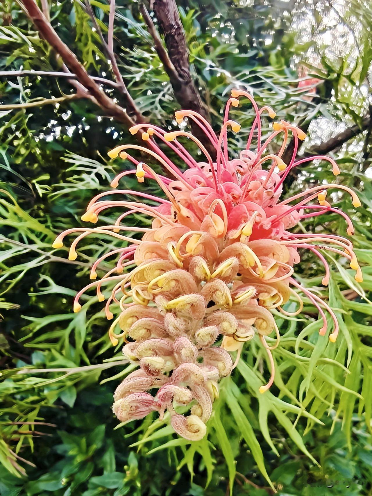 花园里有一种花全年绽放，尤其在冬春开得茂盛，一直不知道花名，刚问了豆包，其回复如