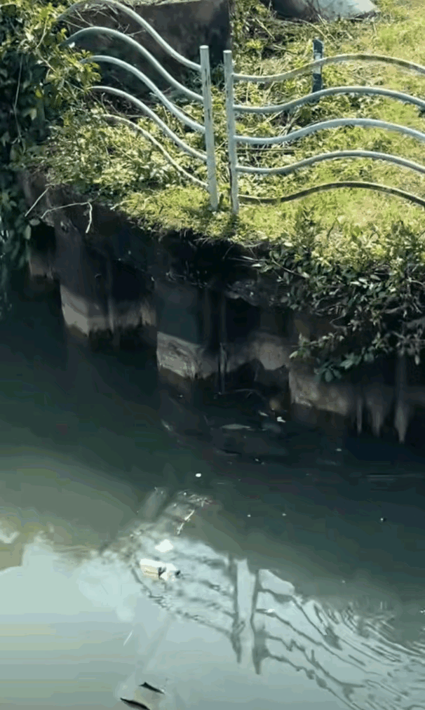 金鳞岂是池中物，一遇风云便化龙
