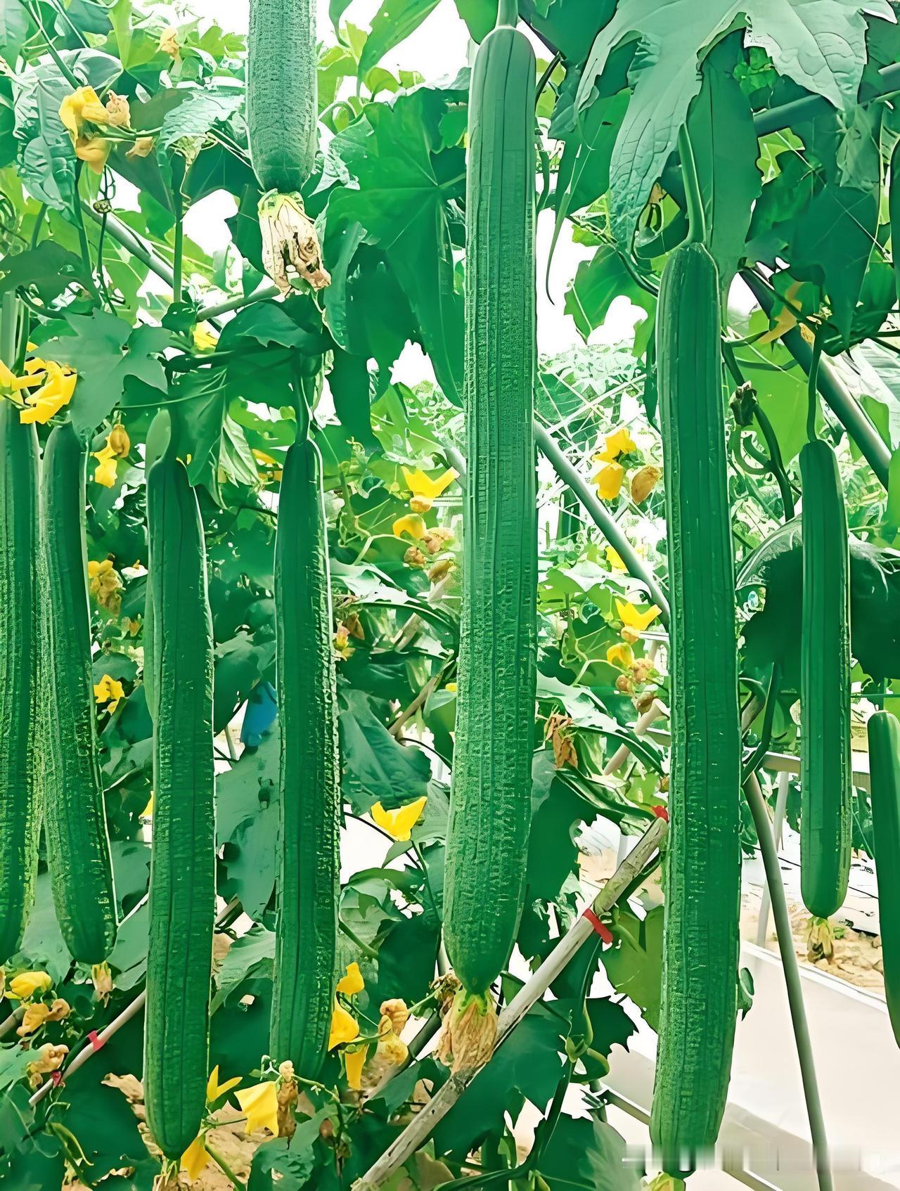 丝瓜想高产，这几个窍门一定要记牢！
 
种丝瓜别单棵种，两棵一起种最合适，相互授