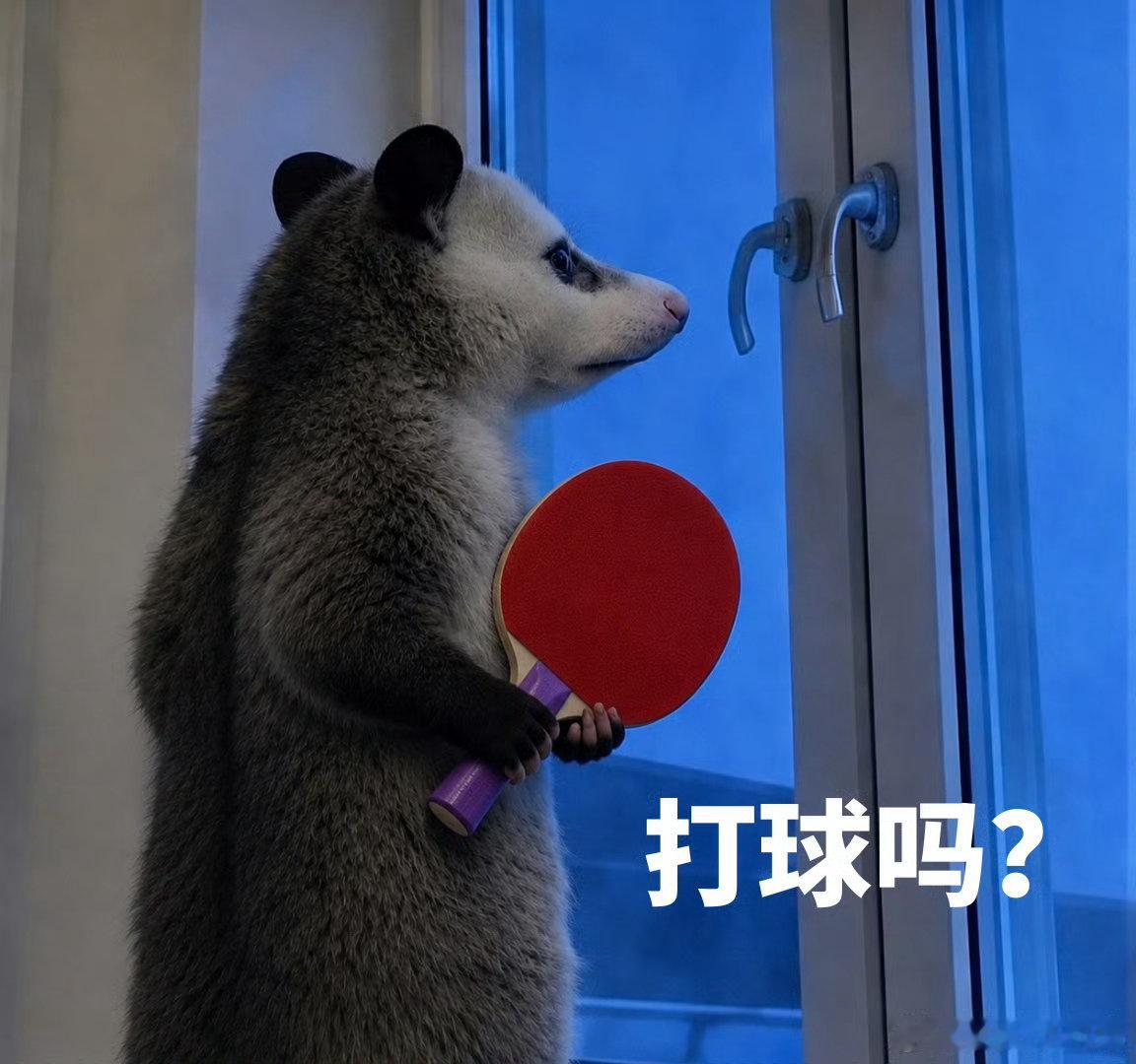 2. 陈梦复刻负鼠表情包负鼠表情包陈梦版 陈梦也太会整活了！复刻的负鼠表情包精准