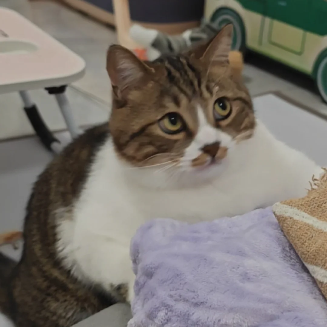 永远和小猫最最好？你发誓！