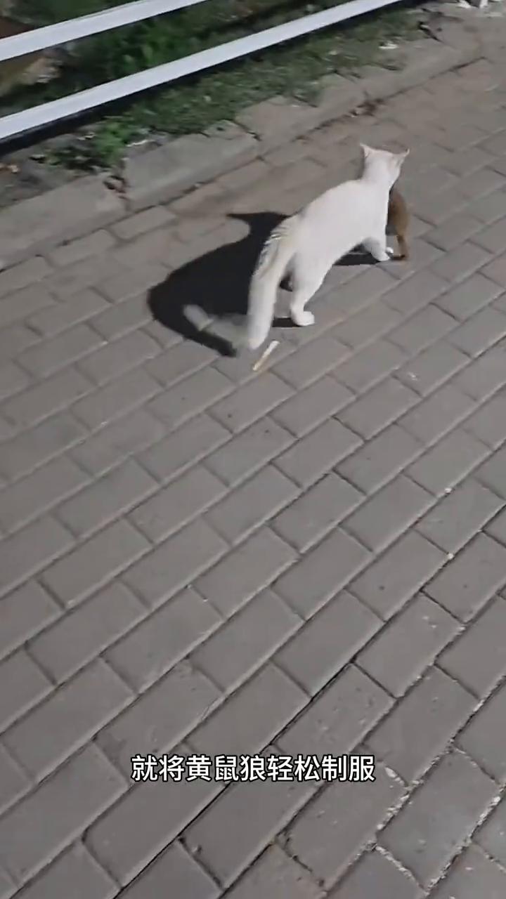自猫捕抓黄鼠狼。
黄鼠狼实在过于嚣张，不去捕抓其他动物，竟然将年幼的小猫当成了狩