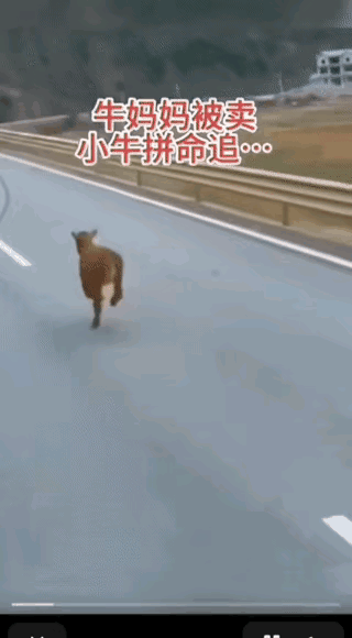 这和把几岁的孩子和妈妈生生的分开有什么区别？就不能人性化一些吗？别当着小牛的面拉