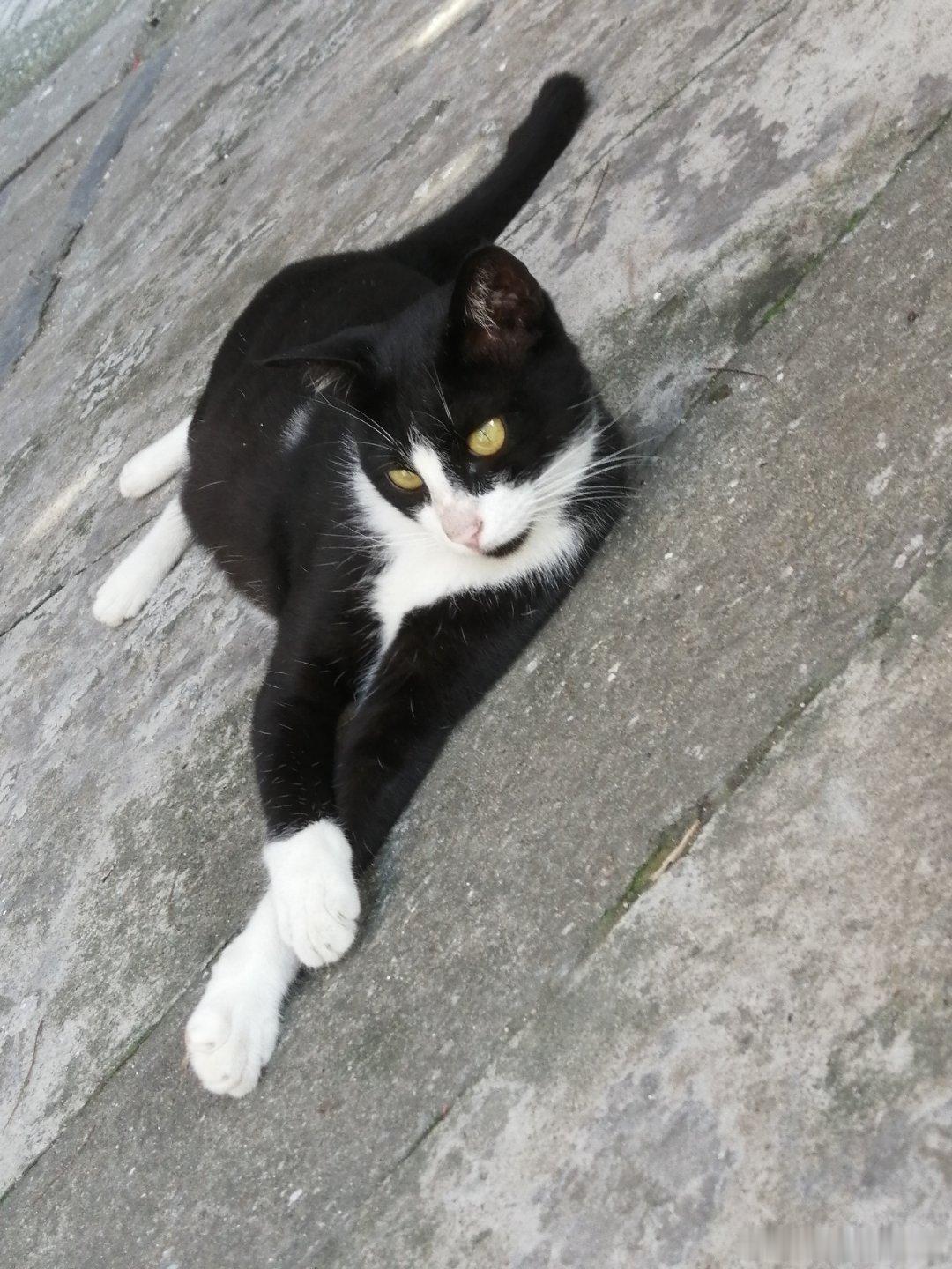 生活手记经常看到这只黑猫，第一次见到对我很戒备，现在一点都不生分了。 