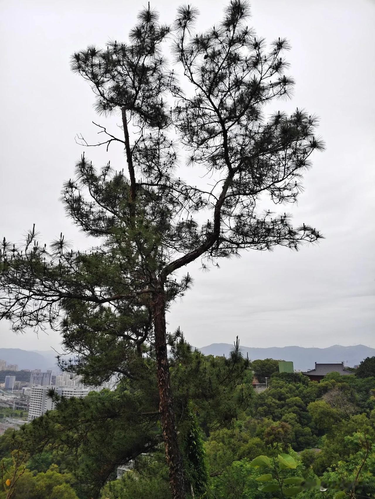 松树壁纸