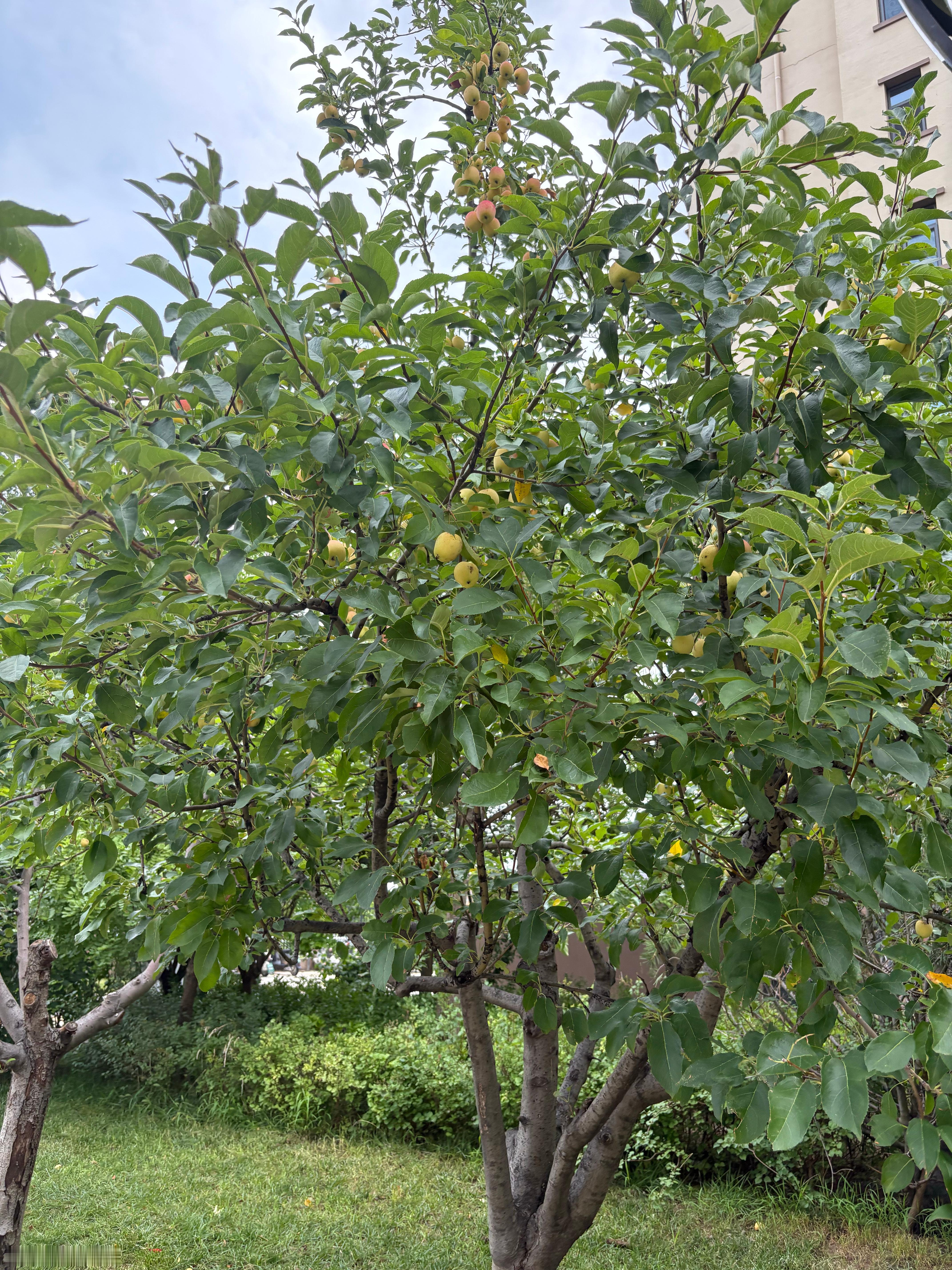 小区的果子应该不好吃，没人摘 