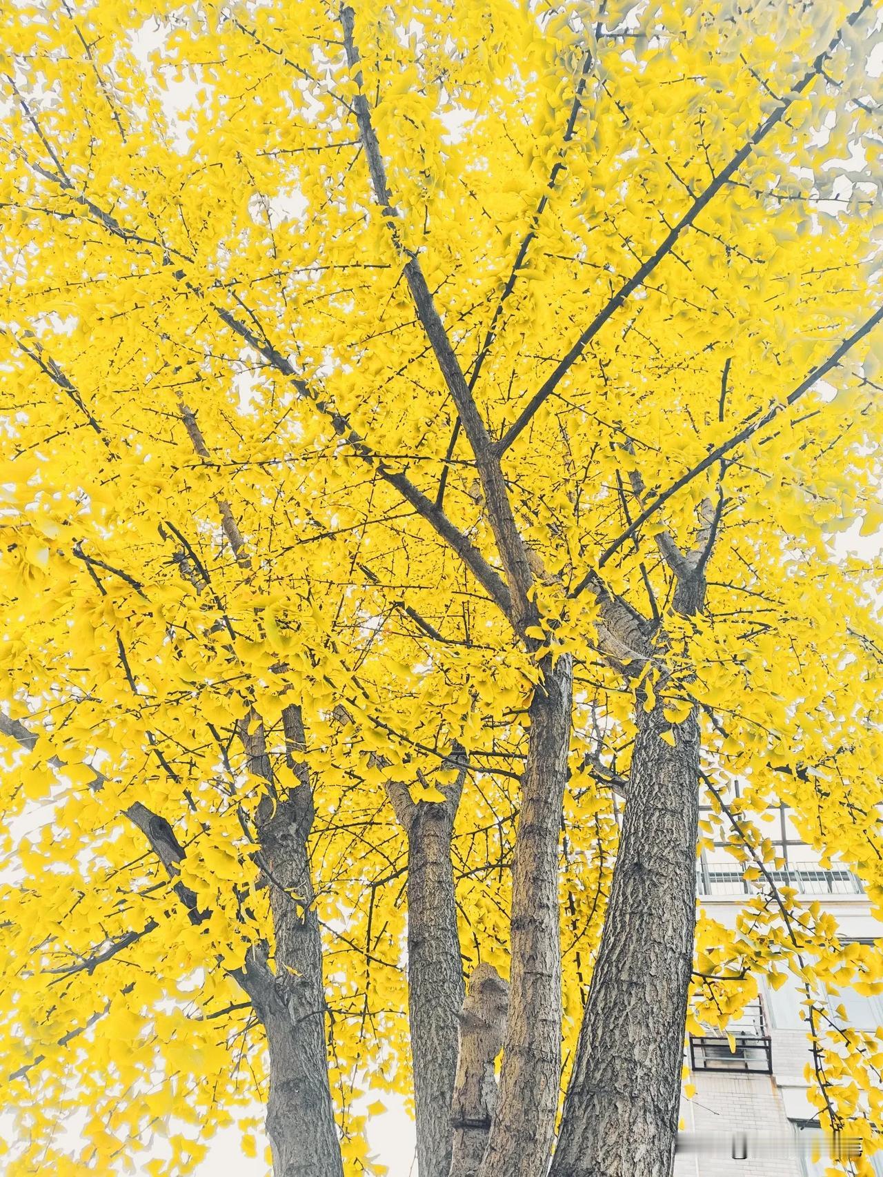 武汉到底是南方还北方？

早上，像往常一样送孩子去上学，一路上孩子叽叽喳喳说个不