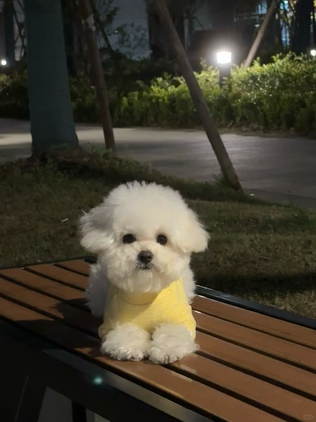 晚上和小狗一起散步 小狗很乖～ 