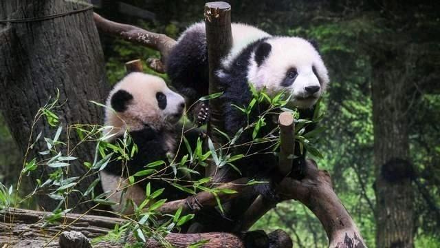 中方反制组合拳砸向日本！制裁右翼高官+提前召回大熊猫，高市早苗认错已晚
 
新周