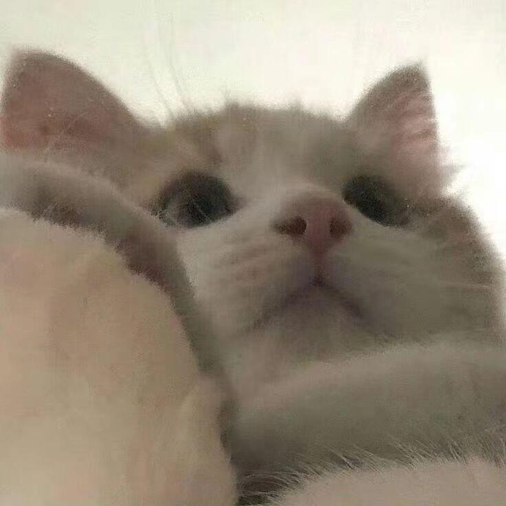 如果你也喜欢小猫 