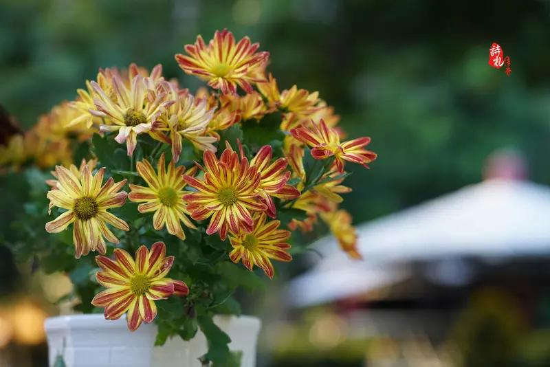 上联：枫红菊茂秋光好，邀对下联柳翠兰幽夏色新。