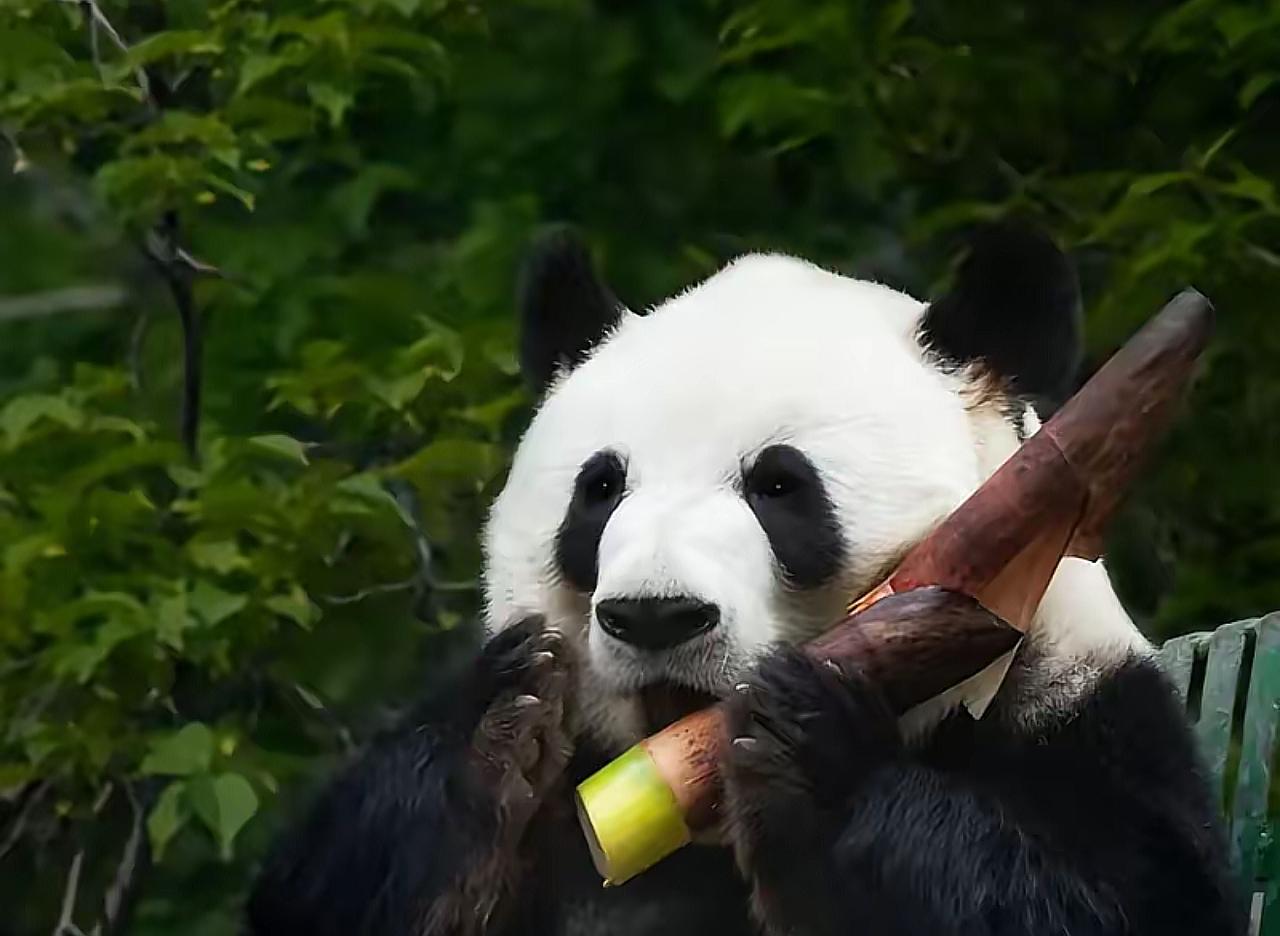 熊猫回国，民心未凉！中日关系难修复，但这50年的喜爱骗不了人

中日关系一时半会