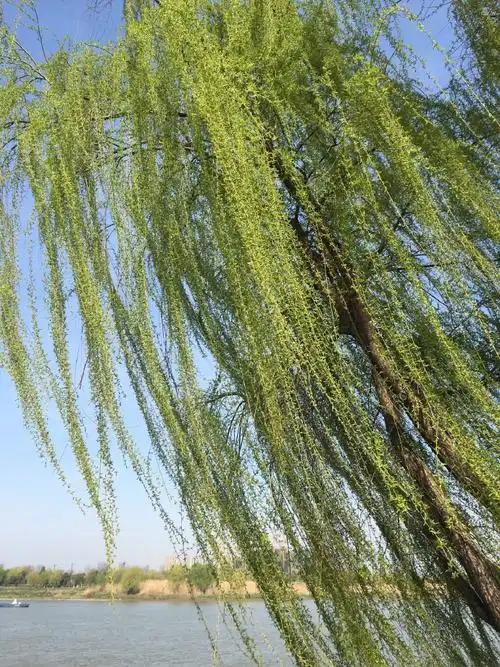 上联：风语河畔柳，
下联：雨吟岭上松，
下联：烟萦渡客舟。