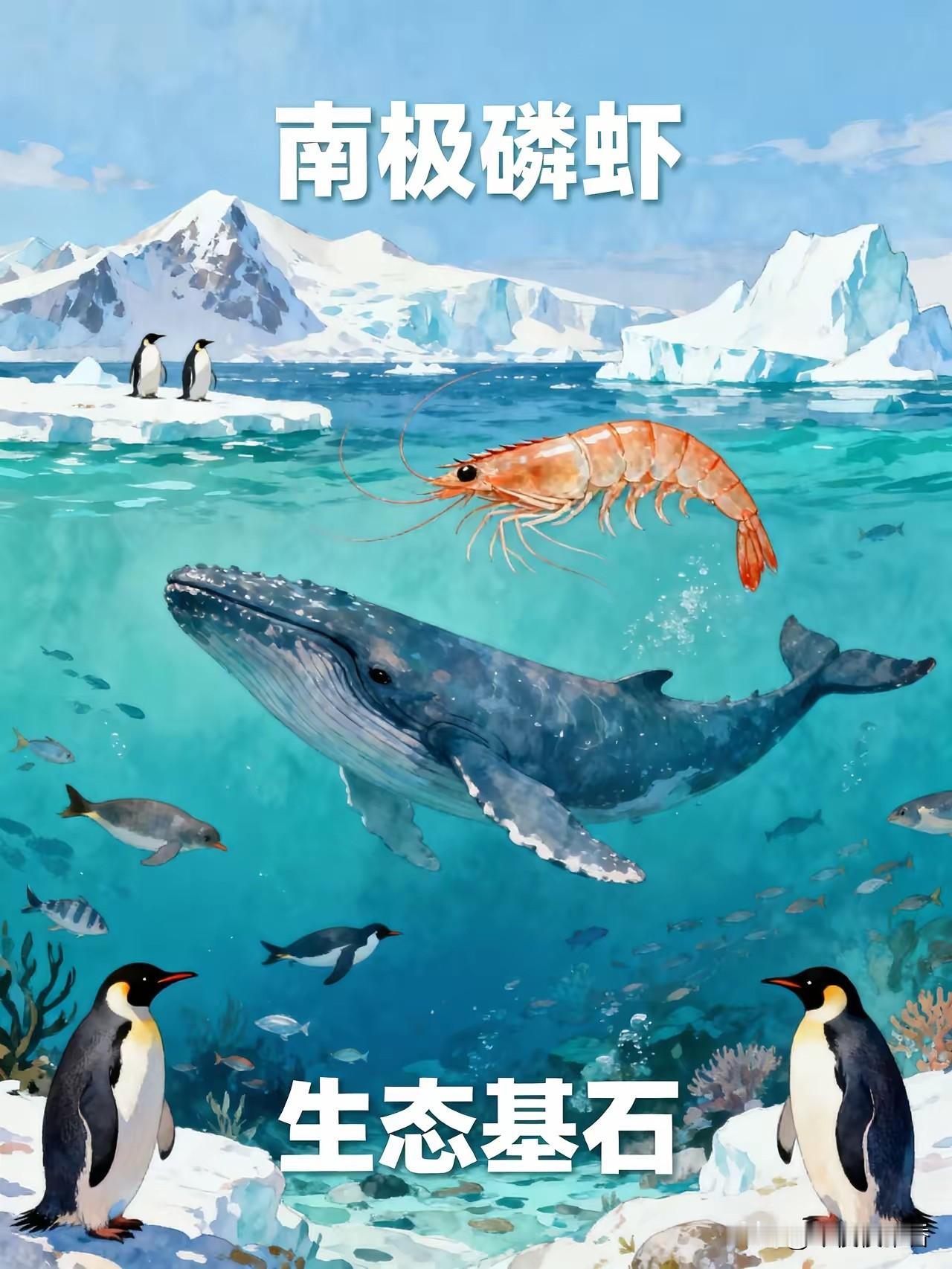 为什么人类不大量捕捞磷虾？答案是：不敢！
藏在南极深海里的千亿吨顶级营养食材，绝