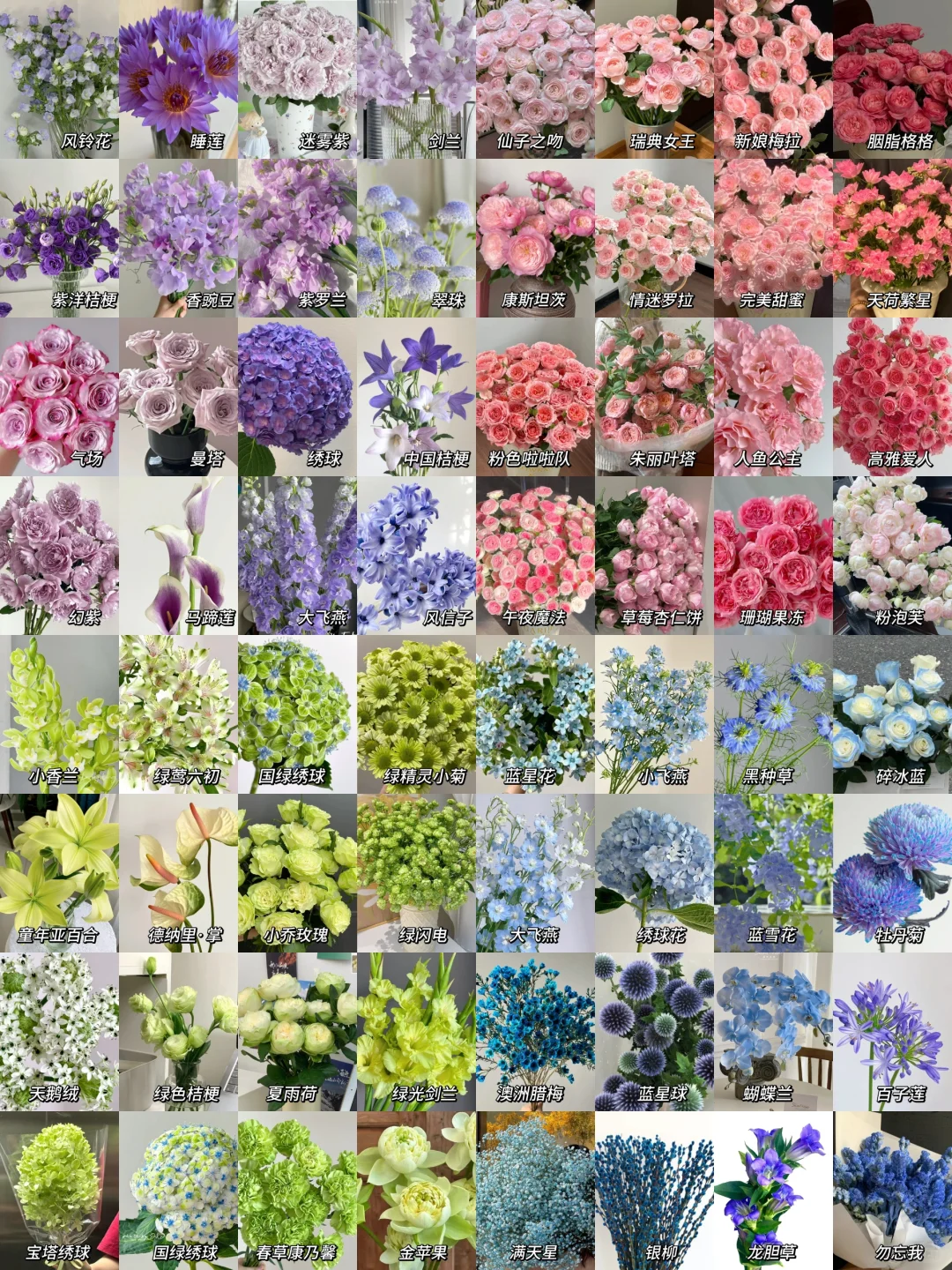 每日识花系列｜一次性认识6种不同颜色花材