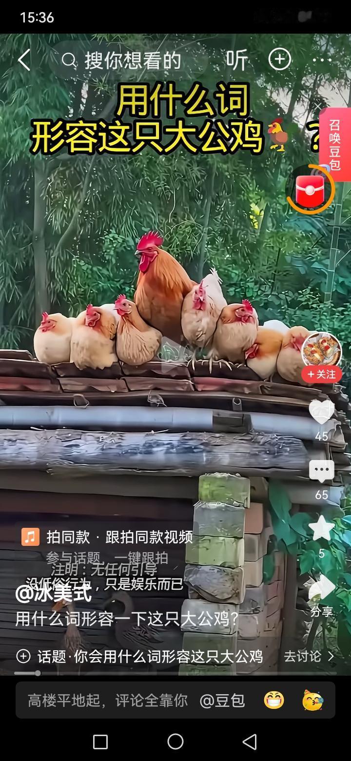 看到这幅图以后，终于知道什么叫三妻四妾了，估计这只大公鸡想死的心都有了！