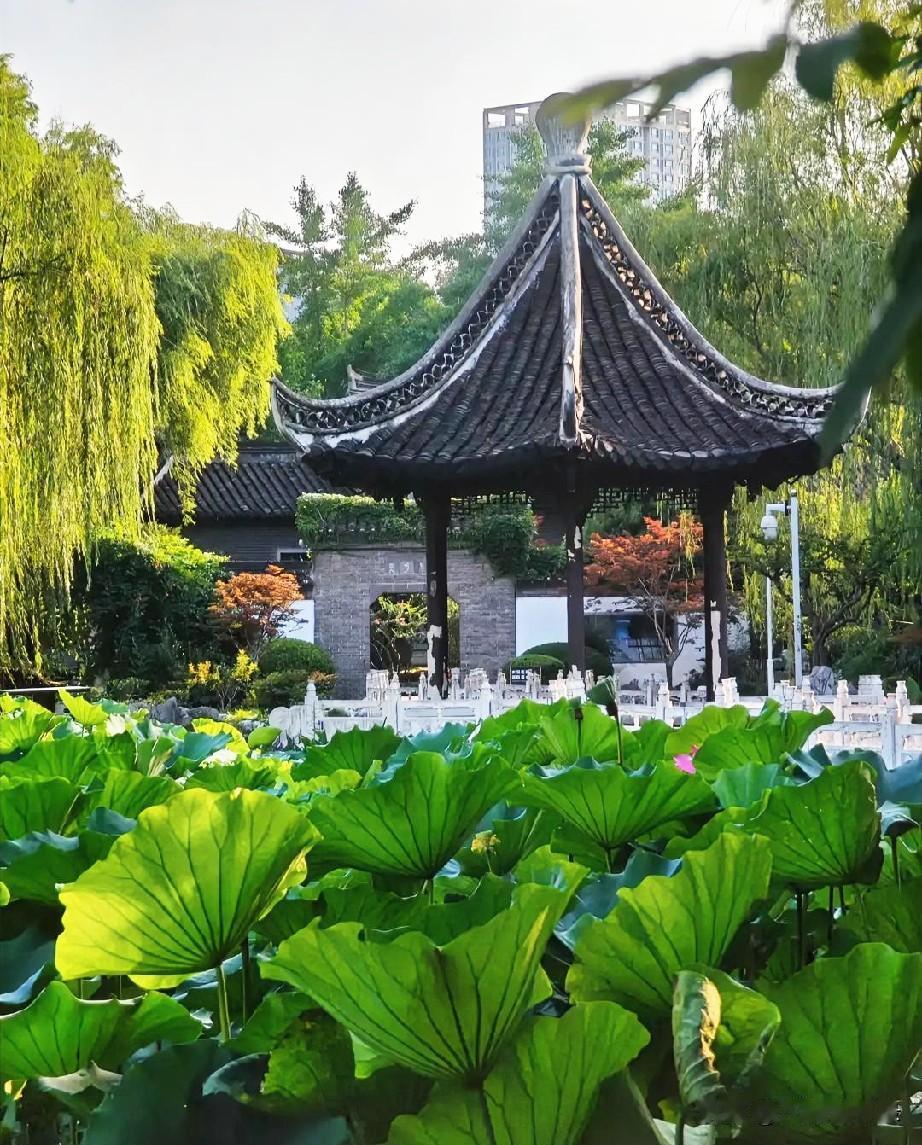 天色清朗，晓风微凉，园内还未迎来喧闹，只有夏日慵懒的草木与娉婷的荷塘相伴。朝阳浅