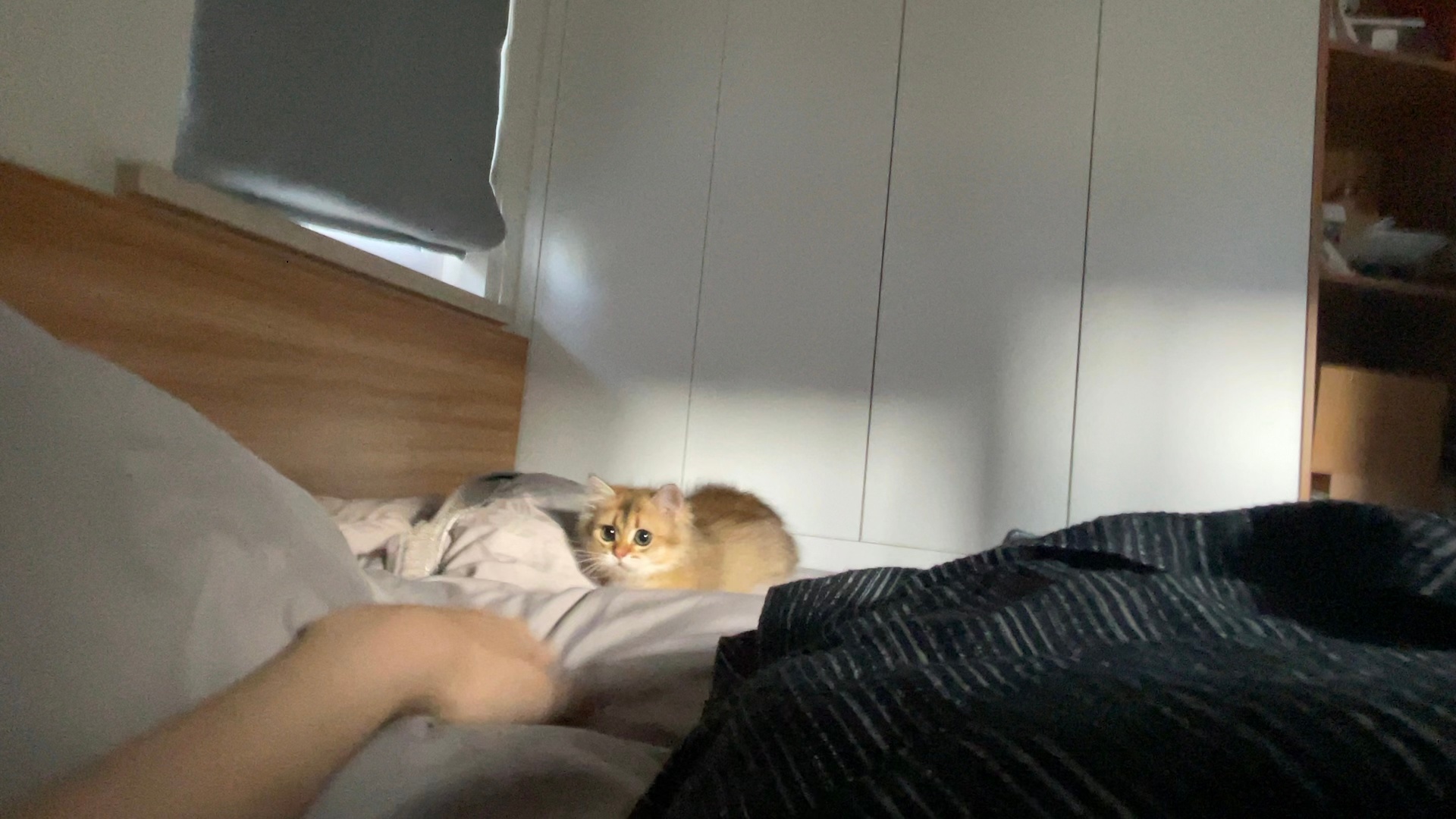 20分钟前刚到新家的财财be like👇活体出租车🚕🚕🚕🚕召之即来适应