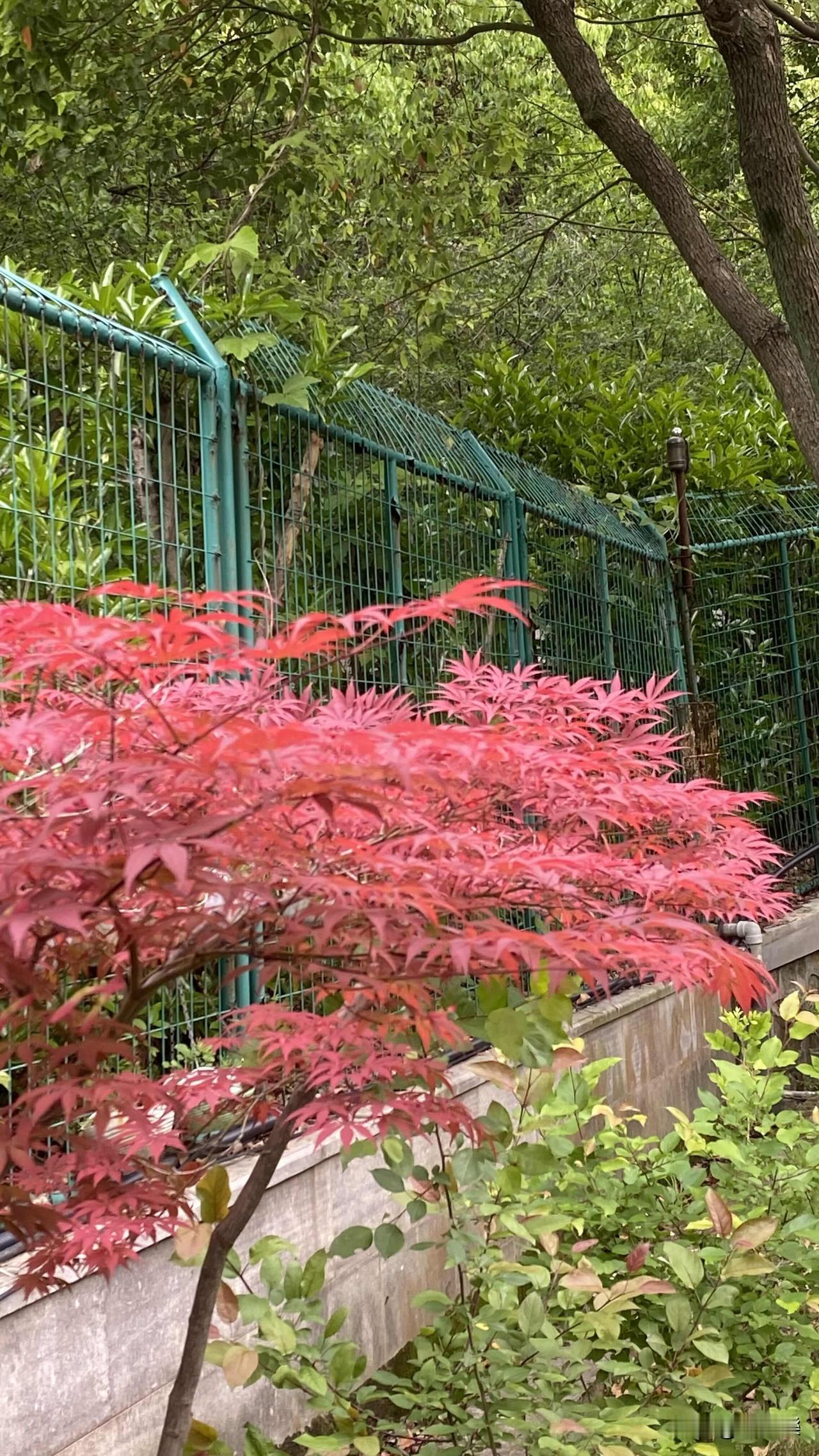 大阳山下的红枫树开得红艳艳。
分享你的花卉天地室内植物园红枫盛景