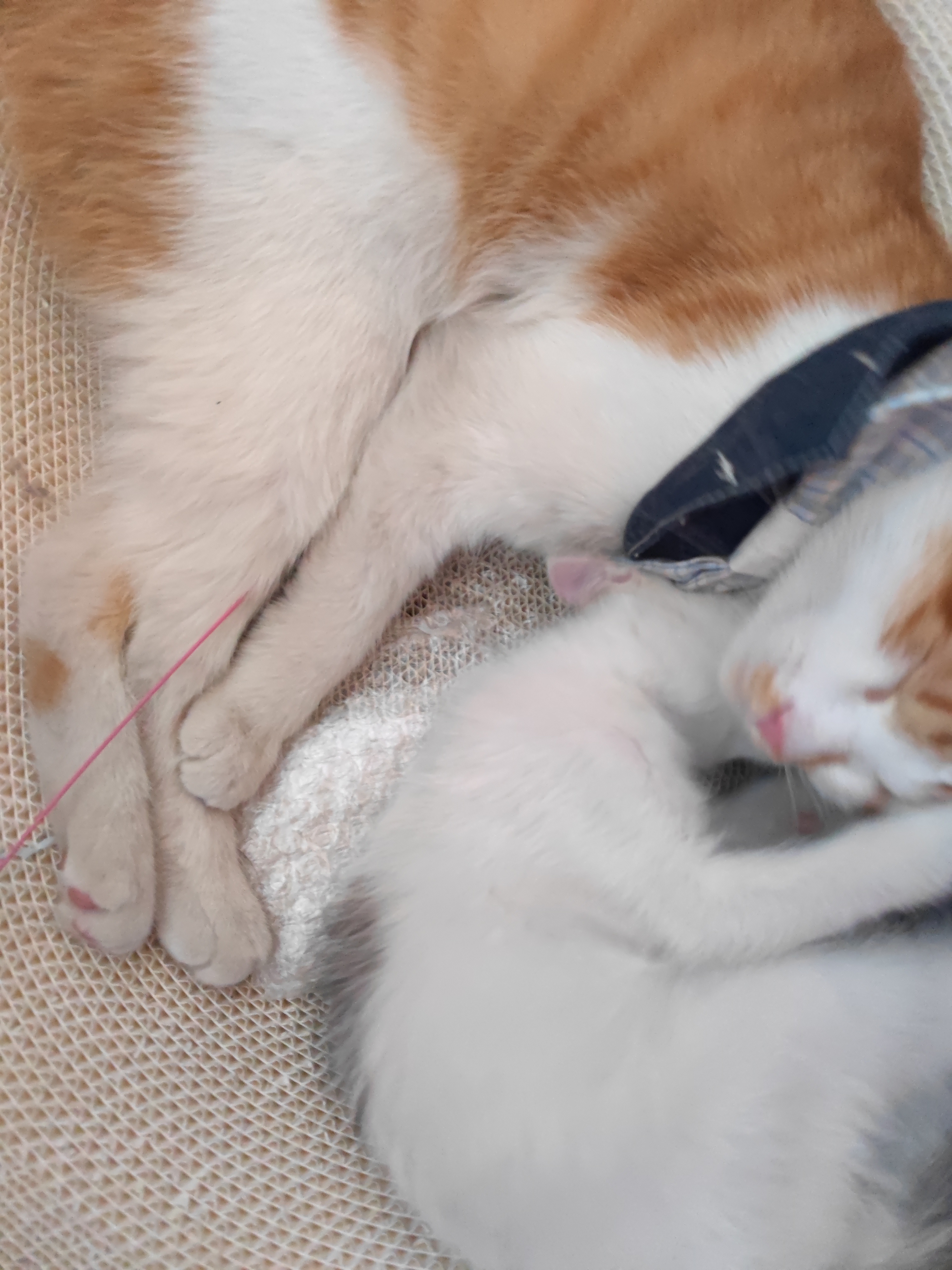 小猫剧场🐈趁老大睡着了胡作非为的次猫猫⚔️，然后此橘被迫转移阵地(最后一张残影