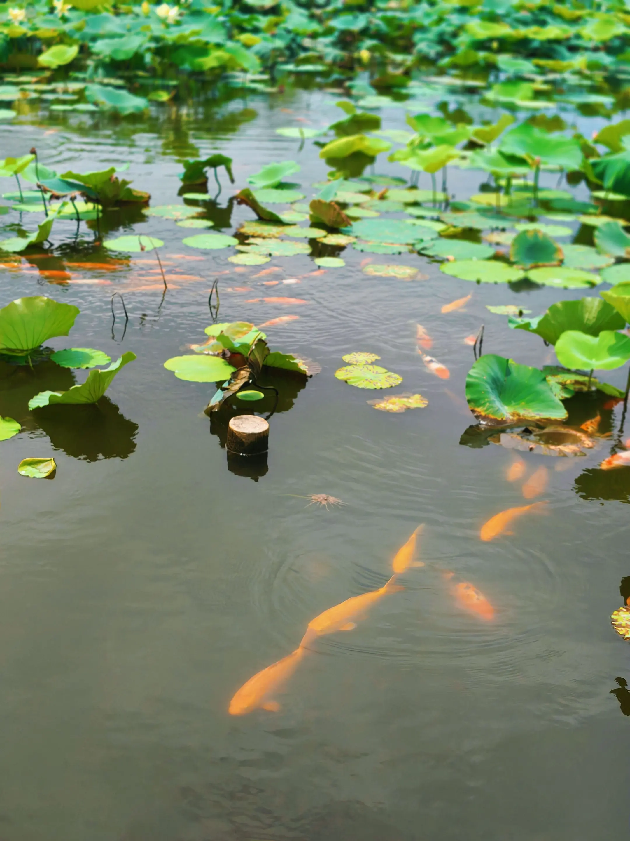 锦鲤鱼池