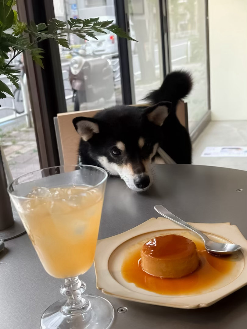 小狗光临了几个猫茶店