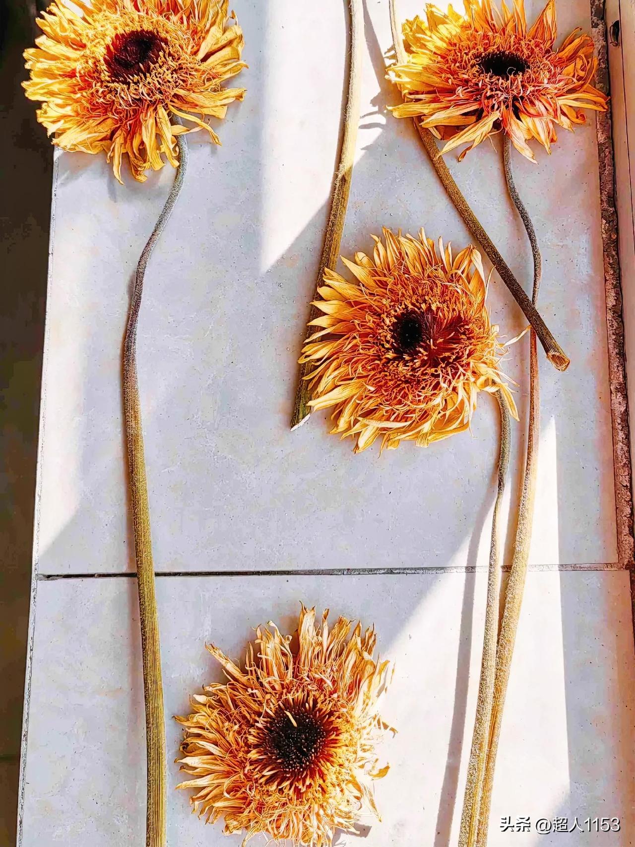 今天的天气很好，
气温回升了，
最高达到了17度。

阳光透过窗户，
洒在窗台上