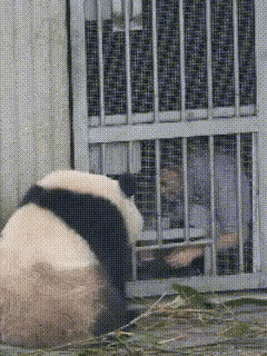 奇三妹和奇三墩是不是把隔辈亲具象化了？奇三墩这是赤裸裸的在线拉仇恨，嫉妒已经让我