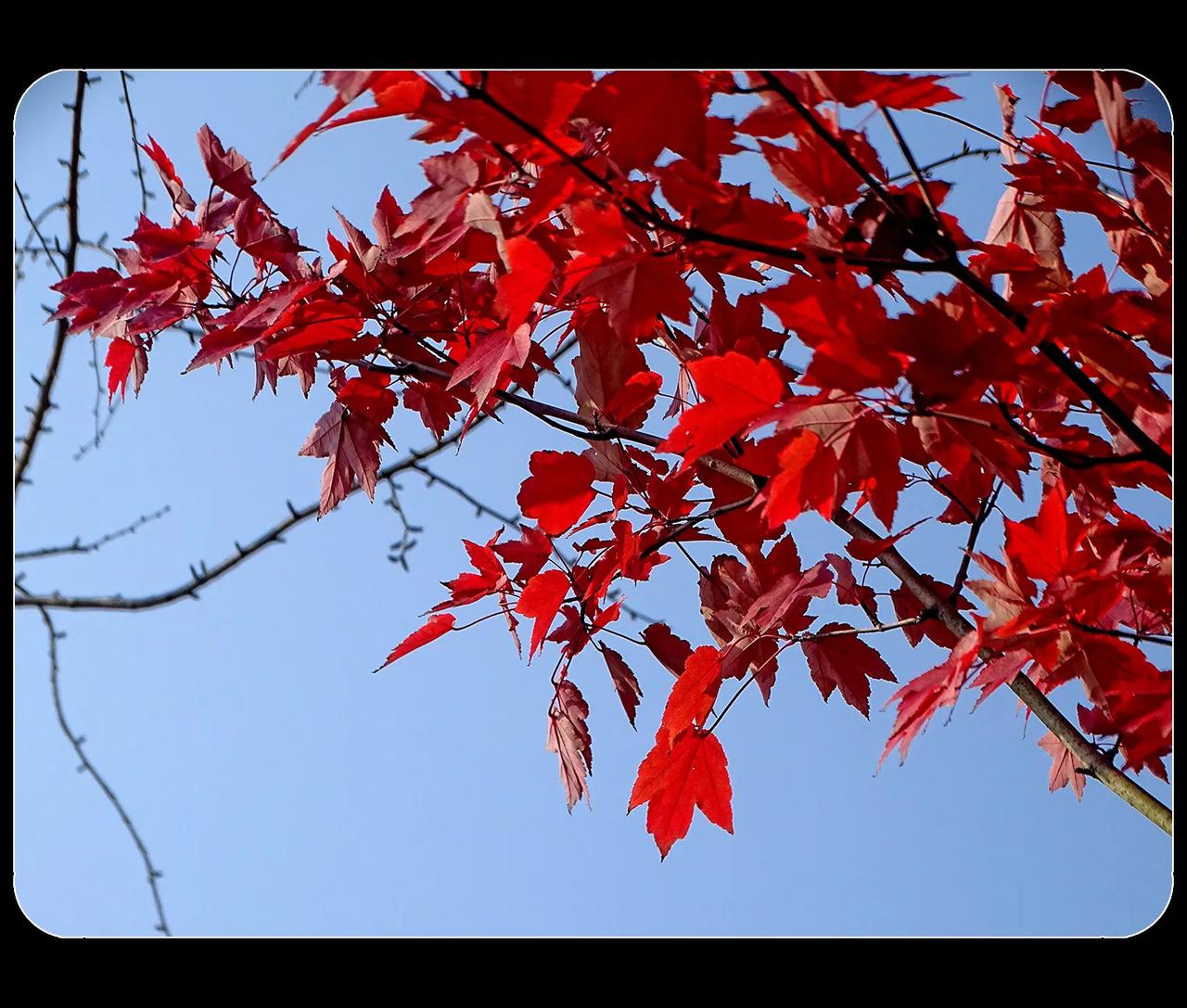 《霜月红于二月花》
电子科大校园里有个“西湖”，还有一个“东湖”，东湖边上种植红