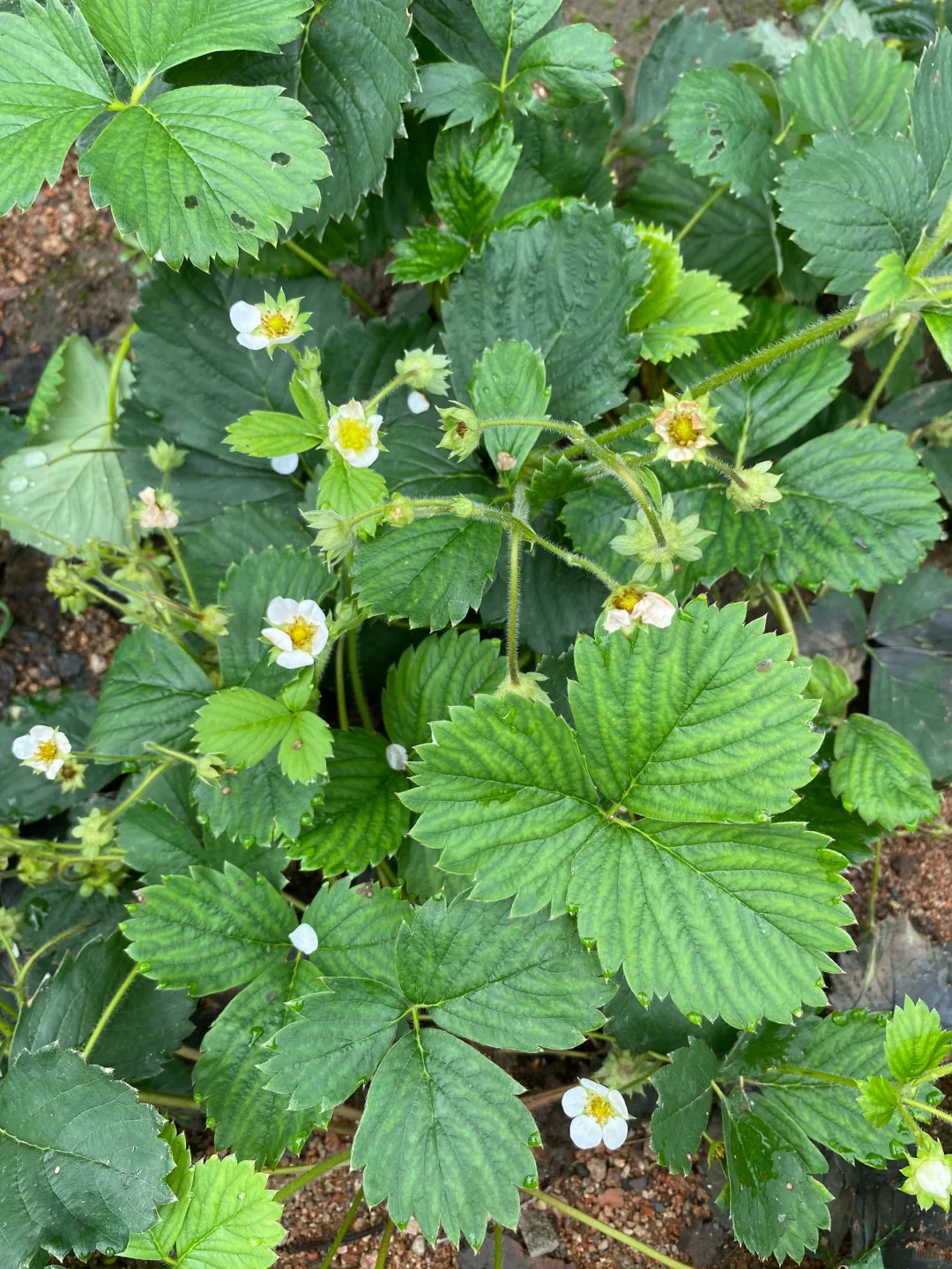 自家种的小草莓🍓