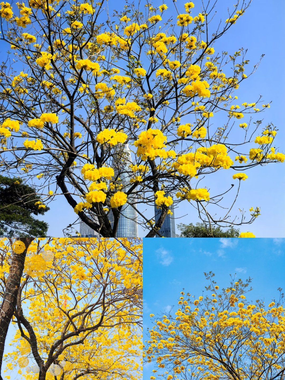 广东黄花风铃木开了，春风十里，不如广东黄花风铃木盛开的美景~一夜之间，满城尽带黄