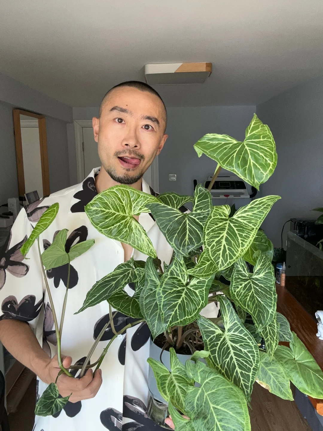 合果芋--巴迪布纹