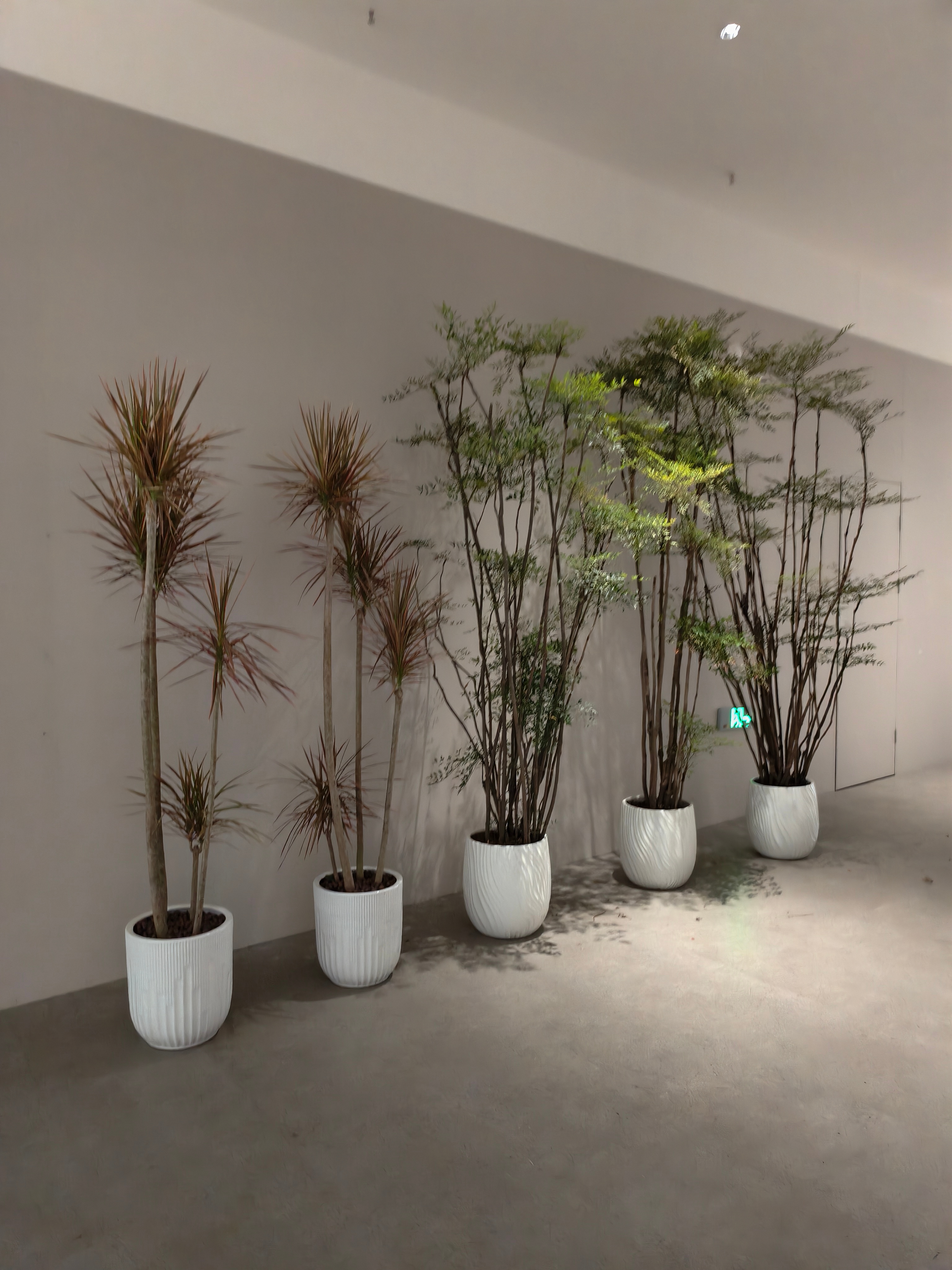 今天上班看到多了好多绿植公司的几个设计师还在不断搬到处都在增加看起来还挺好看我问