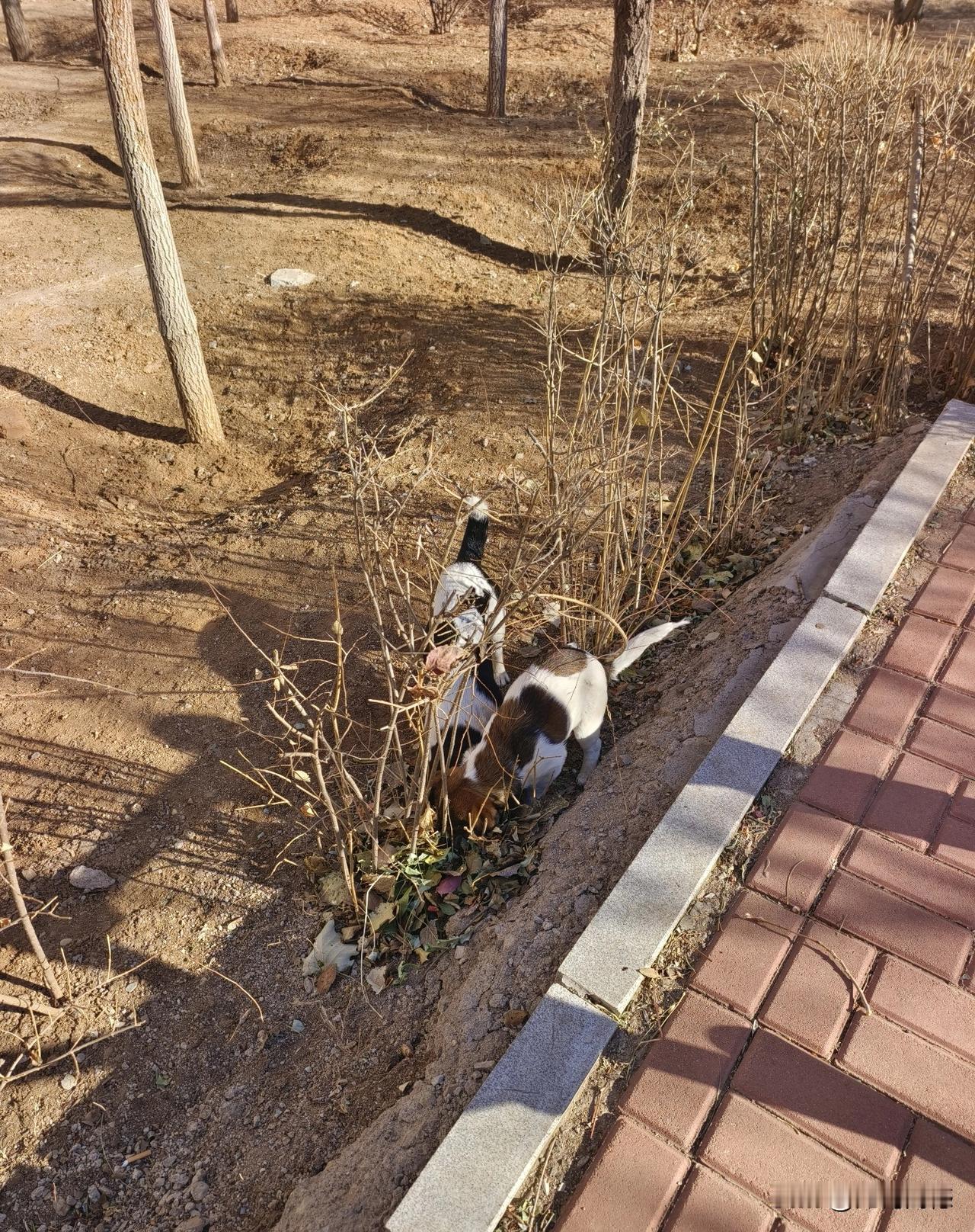 冬日遛狗，相对来说是比较卫生的，夏天虫子多，狗身上容易招虫子，冬天就不用担心这些