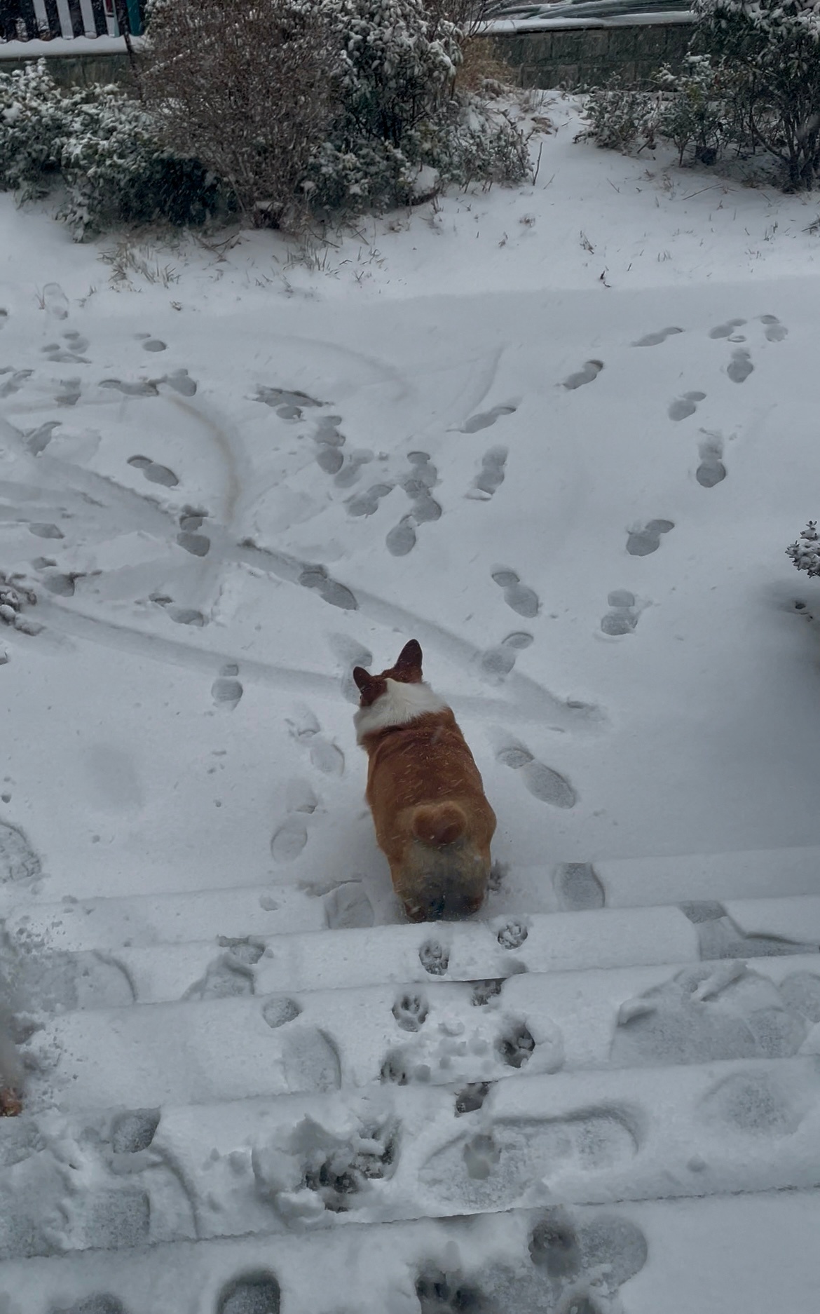 终于下了一场大到能打雪仗的雪[开学季]跟小狗们在楼下玩了会雪顺便拍了两张干净的雪