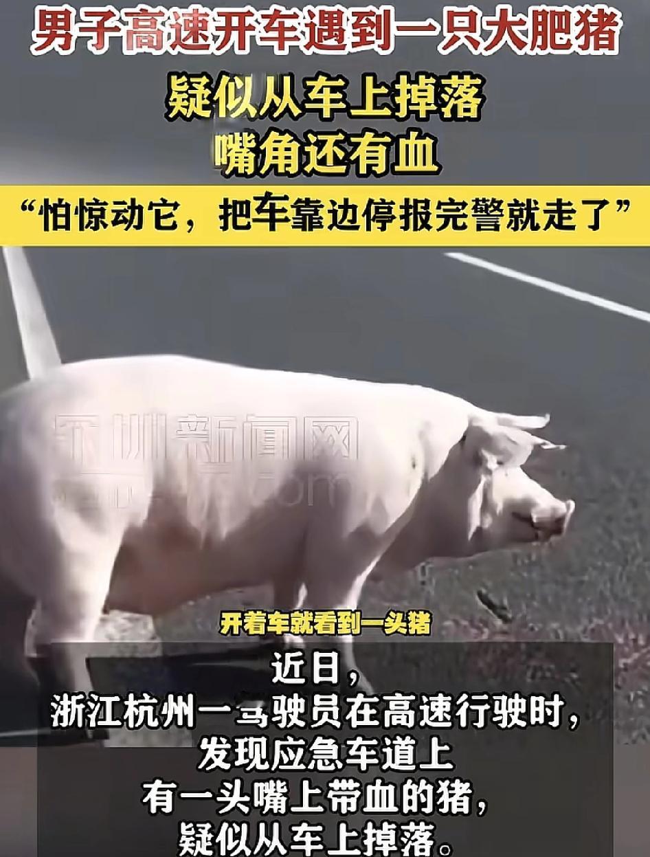 浙江杭州一男子在高速公路上行驶时发现应急车道上有一头猪在停留，嘴边还有带有血，疑