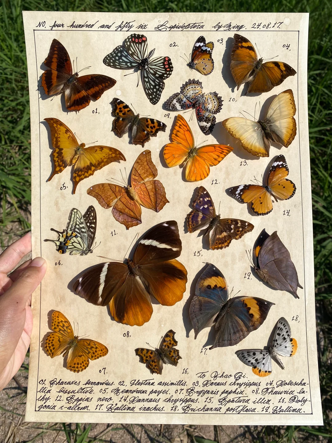 这幅标本作品又是那个幸运的人儿收到了