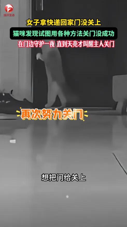 9月4日新疆，唐女士深夜拿快递回家未关好门便上床休息。家中布偶猫巡逻时发现门缝，