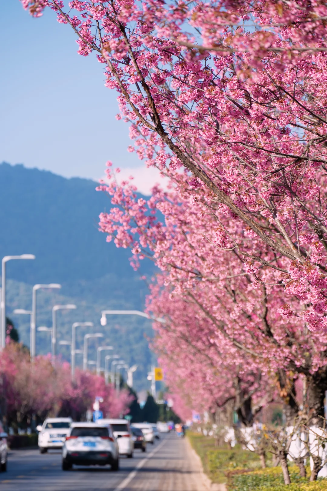 为了昆明的这片粉樱，值得请假来！
