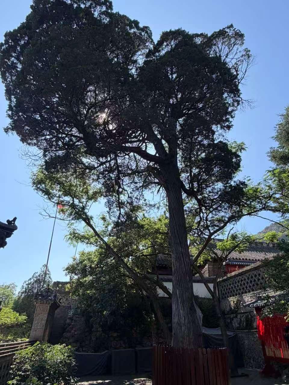 以前逛古建，忙着拍照。这次到辽宁大孤山，倒是盯着天后宫的砖雕看了好久：细密的纹样