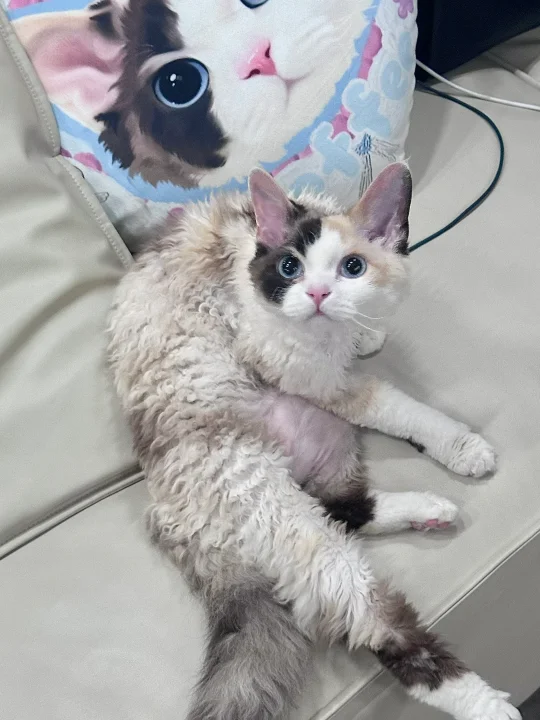化妆了 发个小猫书
