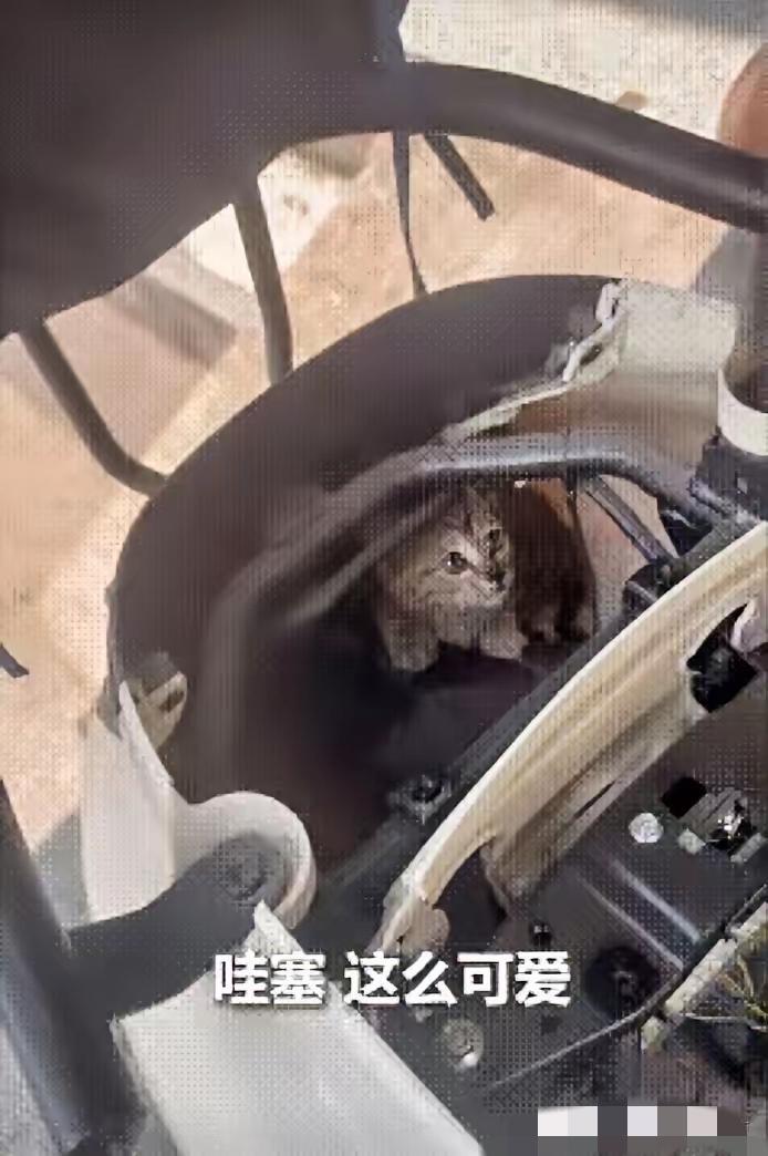 被人民日报点赞了！”广东深圳，一女子骑电动车听到猫叫，可找遍全车都找不到，不料，