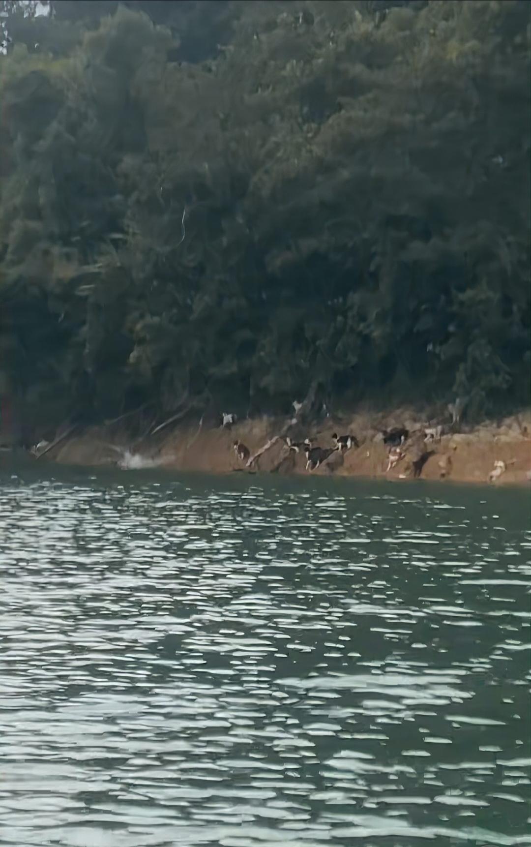 近日，广东清远迎咀水库边发生了一起争议事件：有人大量放生猫，导致多只猫落水，引发