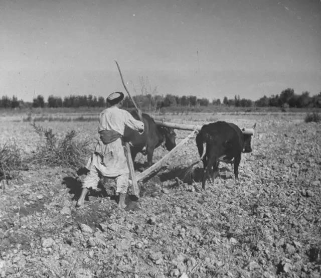 1999年6月，新疆伊犁地区一名残疾农民在田间劳作时，意外刨出一件“茶壶”状器物