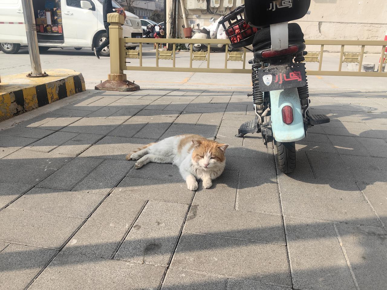 分享一张最近随手拍的照片大街上的猫咪🐱🐱🐱