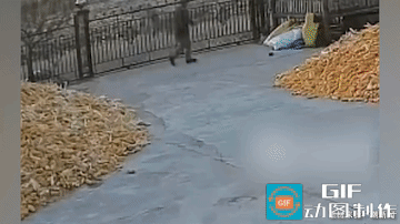 属实！黑龙江，某村老人觉得不对劲，到家门口查看情况，突然听到一声虎啸，接着一只老